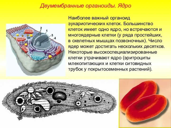 Наиболее важный органоид эукариотических клеток. Большинство клеток имеет одно ядро, но