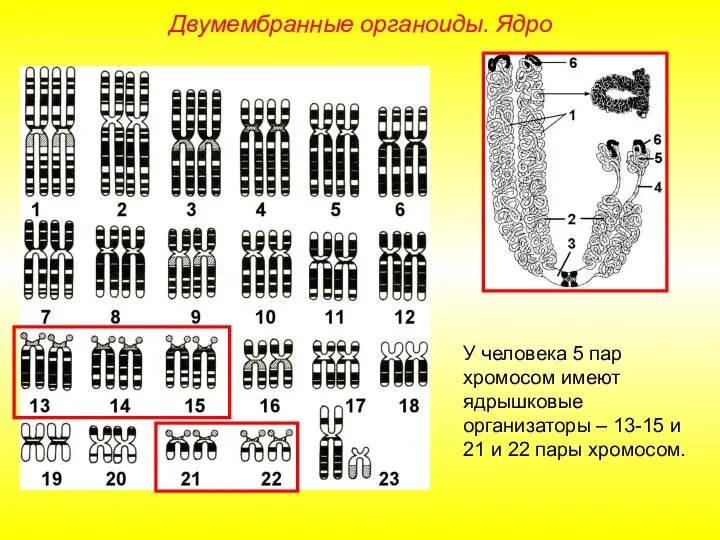 Двумембранные органоиды. Ядро У человека 5 пар хромосом имеют ядрышковые организаторы