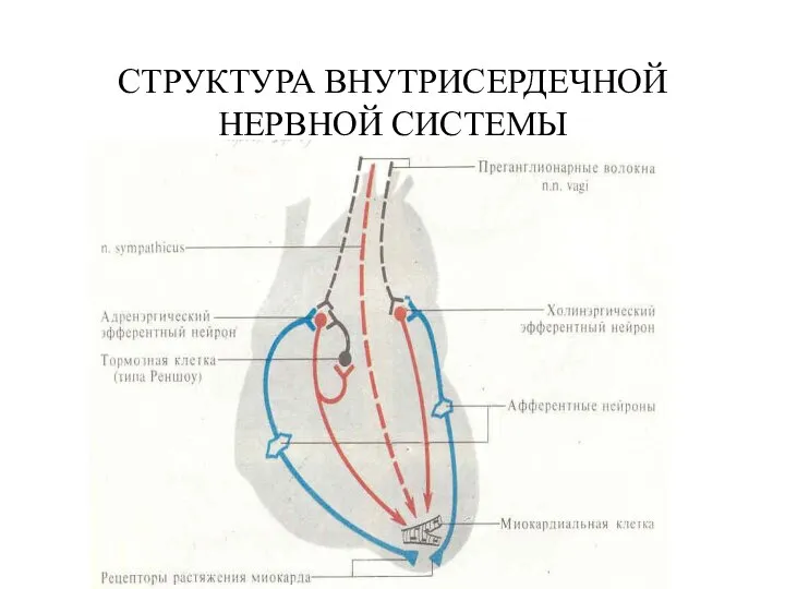 СТРУКТУРА ВНУТРИСЕРДЕЧНОЙ НЕРВНОЙ СИСТЕМЫ