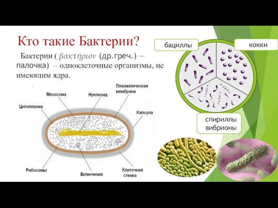 Кто такие Бактерии? Бактерии ( βακτήριον (др.греч.) — палочка) – одноклеточные