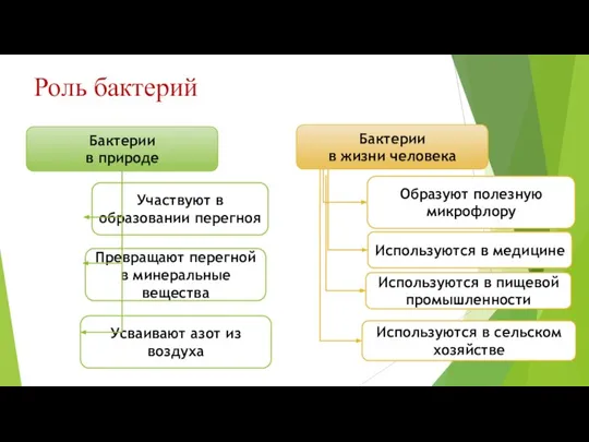 Роль бактерий Бактерии в природе Бактерии в жизни человека