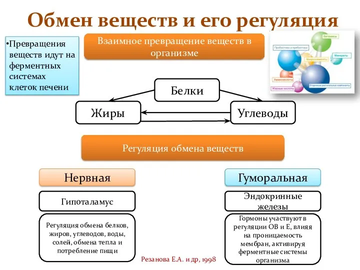 Обмен веществ и его регуляция Резанова Е.А. и др, 1998 Взаимное