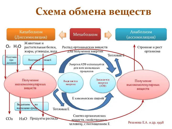 Схема обмена веществ Метаболизм Катаболизм (Диссимиляция) Анаболизм (ассимиляция) Животные и растительные