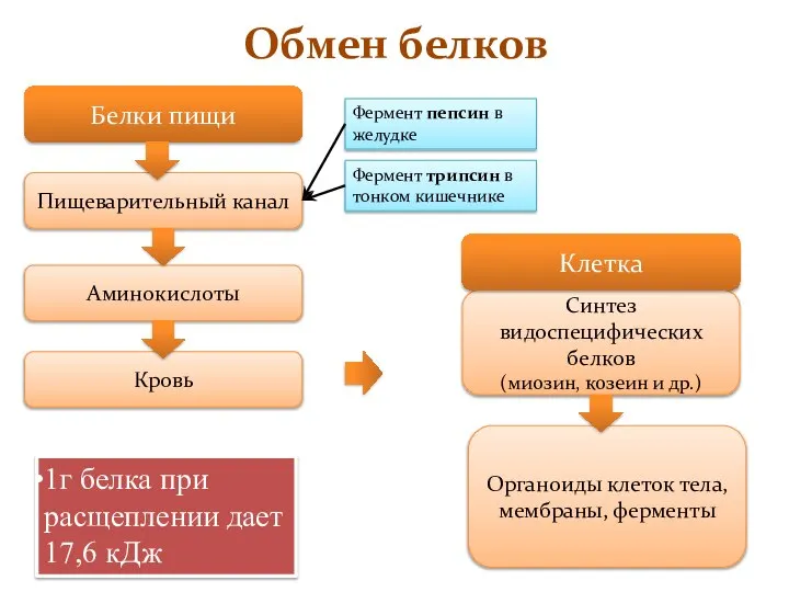 Обмен белков Белки пищи Пищеварительный канал Аминокислоты Кровь Синтез видоспецифических белков