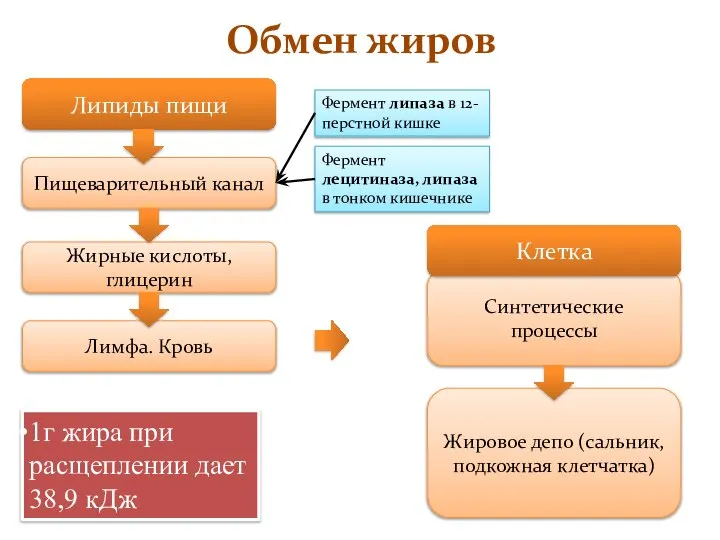 Обмен жиров Липиды пищи Пищеварительный канал Жирные кислоты, глицерин Лимфа. Кровь