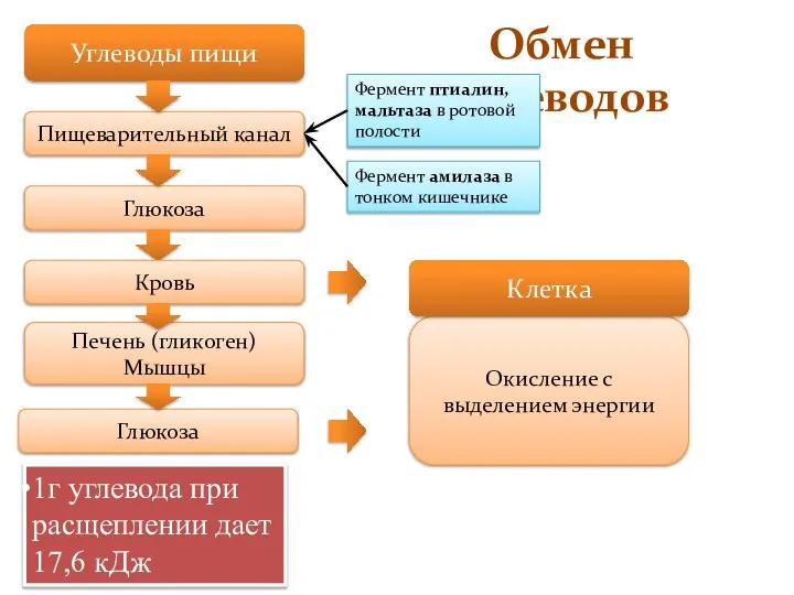 Обмен углеводов Углеводы пищи Пищеварительный канал Глюкоза Печень (гликоген) Мышцы Окисление