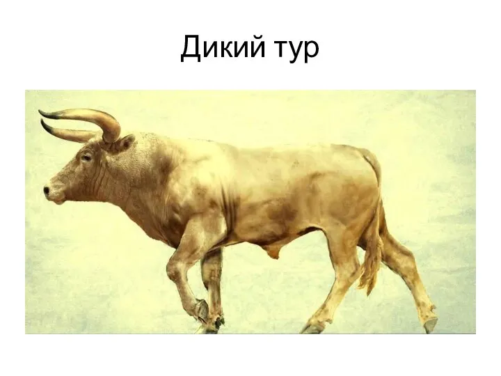 Дикий тур