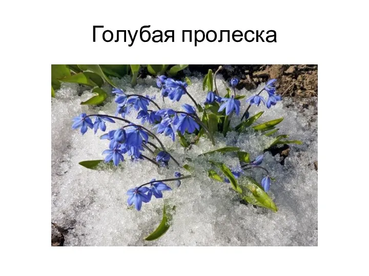 Голубая пролеска