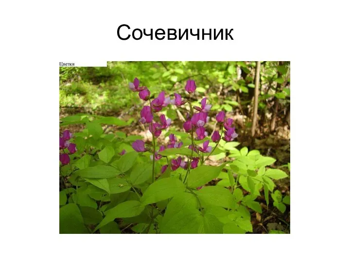 Сочевичник