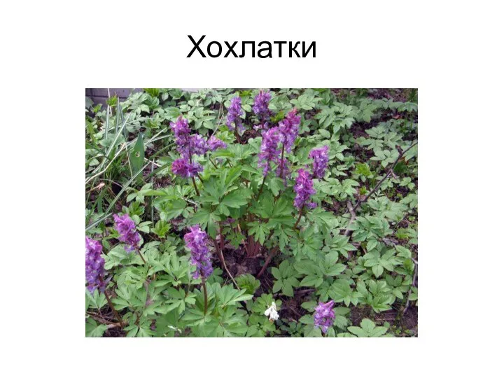 Хохлатки