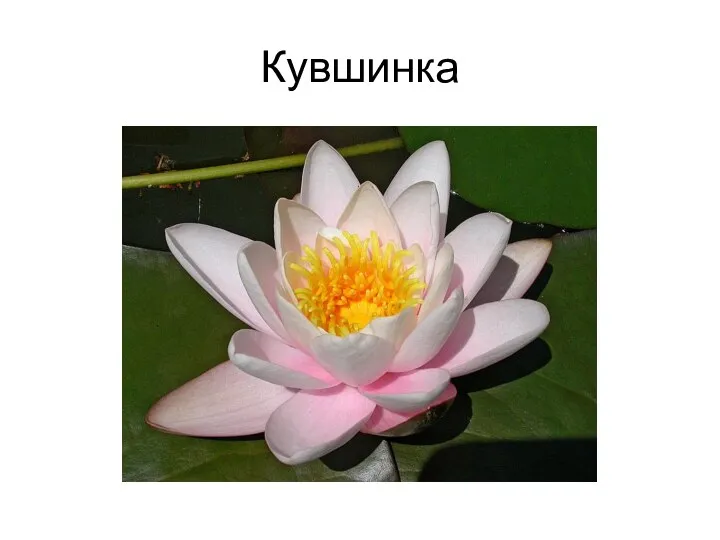 Кувшинка