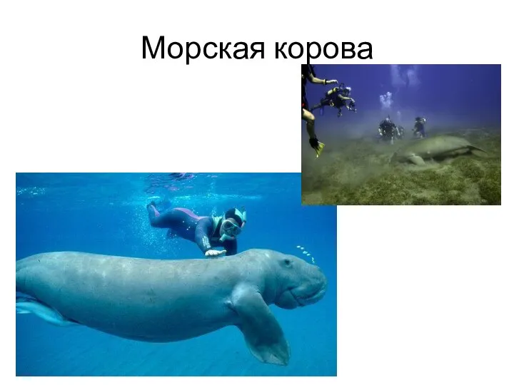 Морская корова