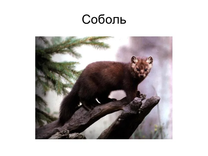 Соболь