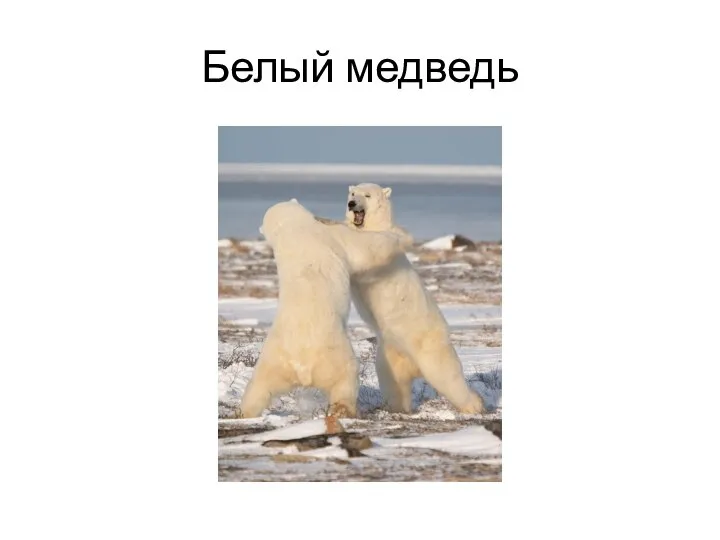 Белый медведь