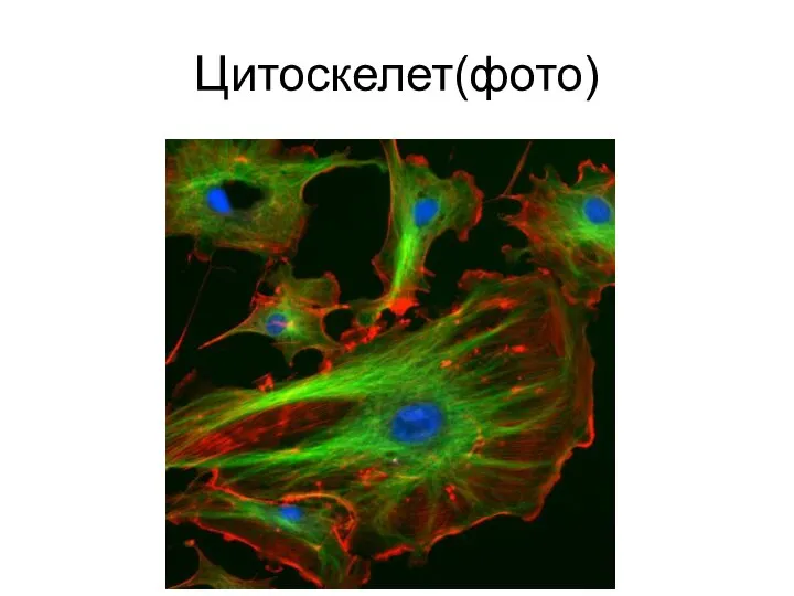 Цитоскелет(фото)