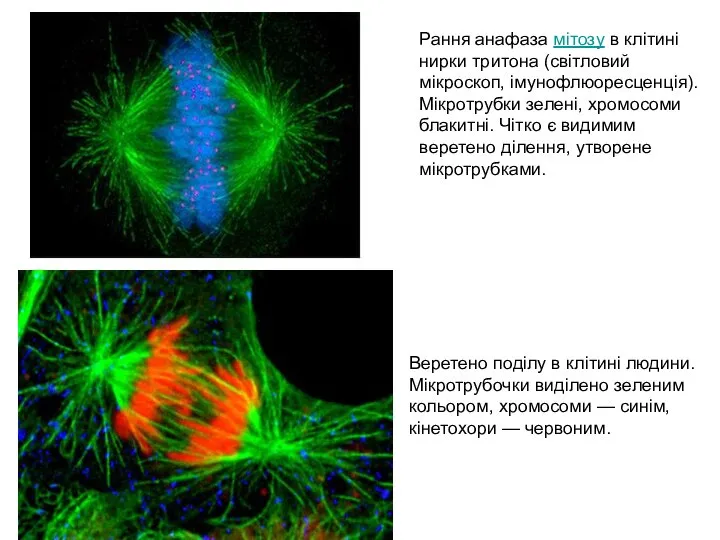 Веретено поділу в клітині людини. Мікротрубочки виділено зеленим кольором, хромосоми —