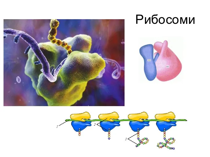 Рибосоми