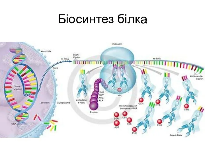 Біосинтез білка