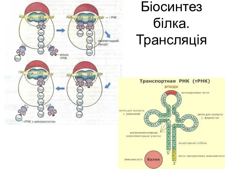 Біосинтез білка. Трансляція