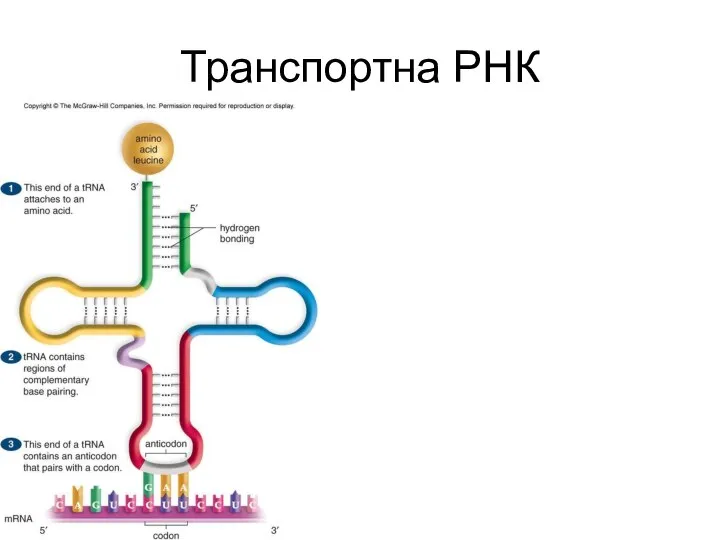 Транспортна РНК