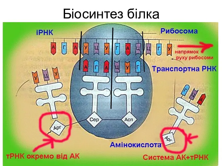 Біосинтез білка