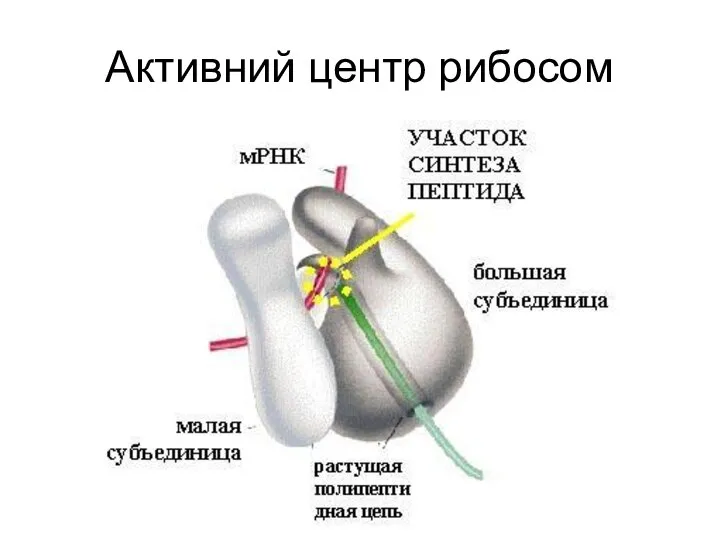 Активний центр рибосом