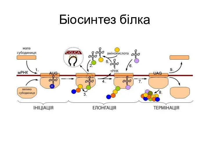 Біосинтез білка