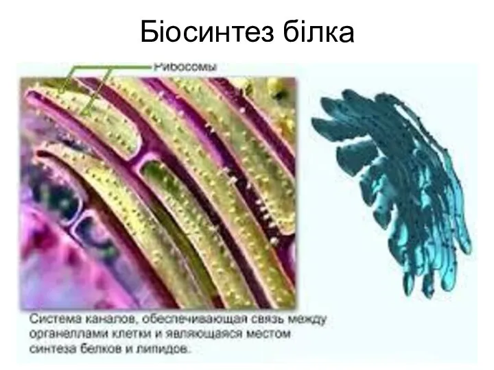 Біосинтез білка