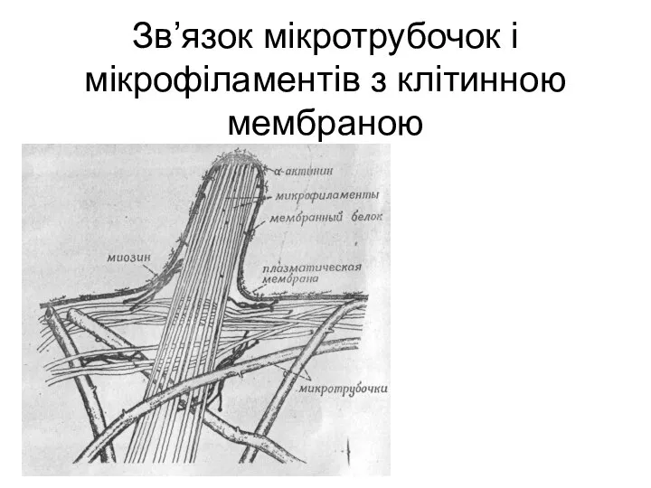 Зв’язок мікротрубочок і мікрофіламентів з клітинною мембраною