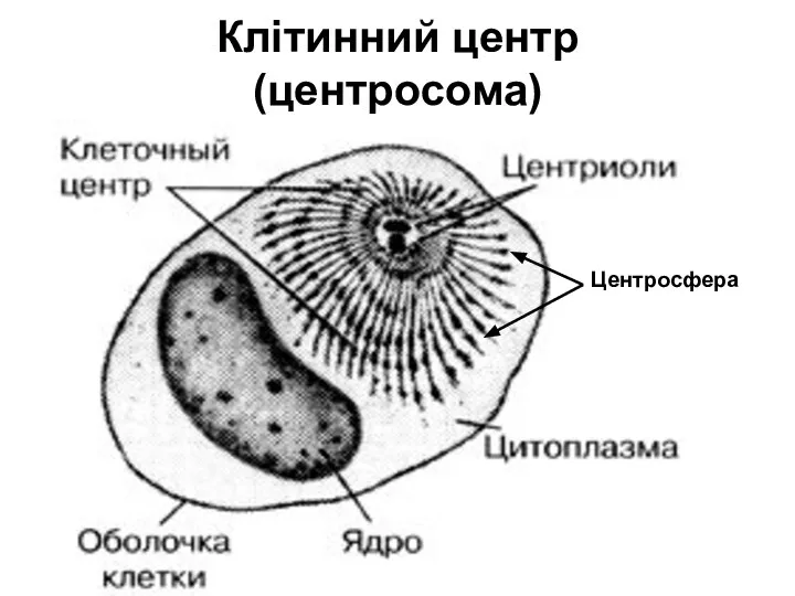 Клітинний центр (центросома) Центросфера