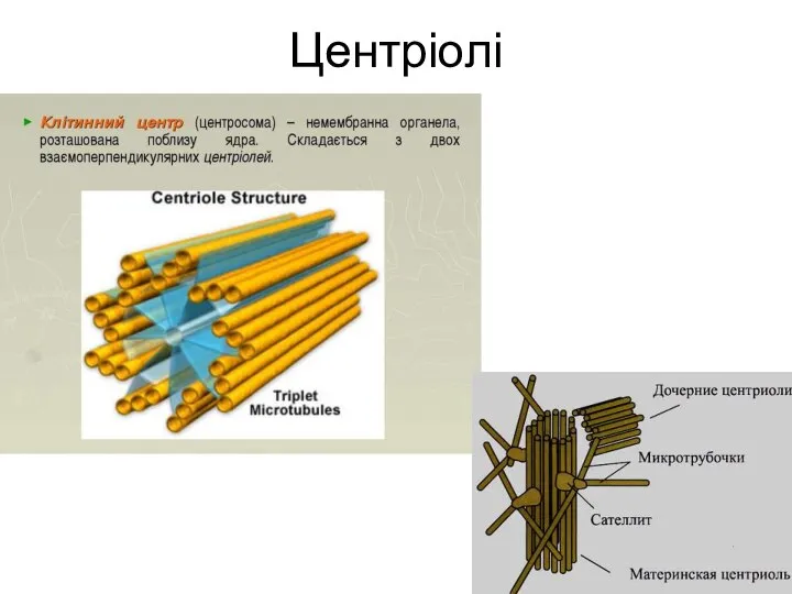 Центріолі