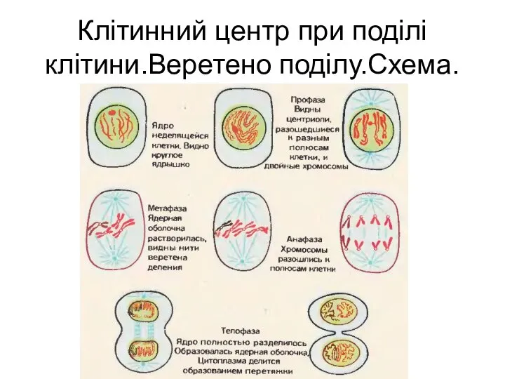 Клітинний центр при поділі клітини.Веретено поділу.Схема.