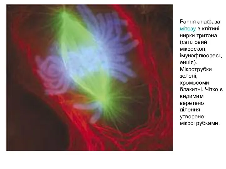 Рання анафаза мітозу в клітині нирки тритона (світловий мікроскоп, імунофлюоресценція). Мікротрубки