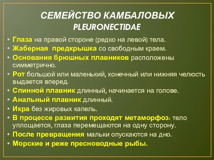 СЕМЕЙСТВО КАМБАЛОВЫХ PLEURONECTIDAE Глаза на правой стороне (редко на левой) тела.