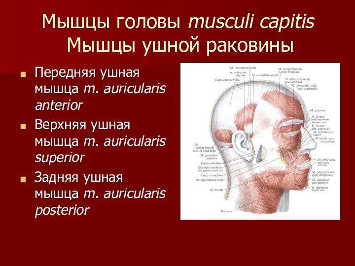 Мышцы головы musculi capitis Мышцы ушной раковины Передняя ушная мышца m.