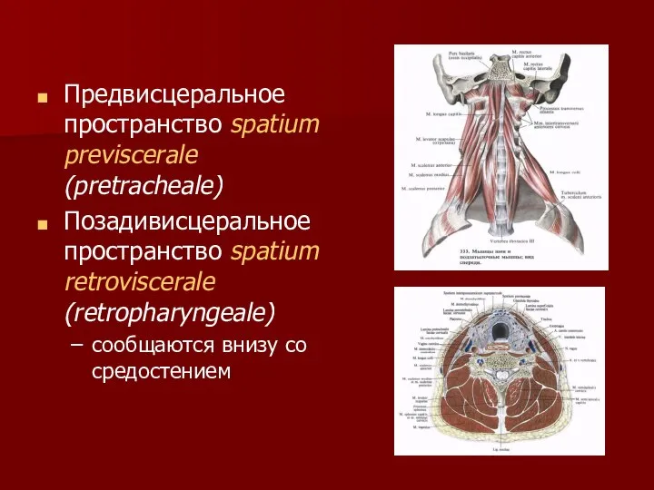 Предвисцеральное пространство spatium previscerale (pretracheale) Позадивисцеральное пространство spatium retroviscerale (retropharyngeale) сообщаются внизу со средостением