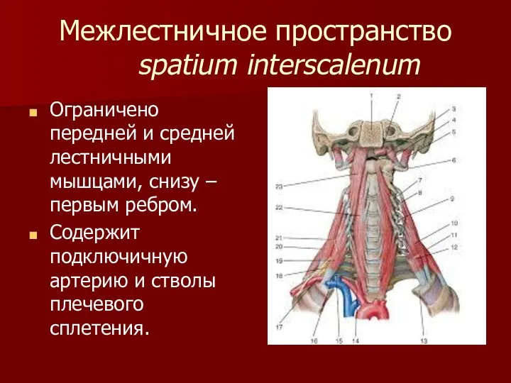 Межлестничное пространство spatium interscalenum Ограничено передней и средней лестничными мышцами, снизу