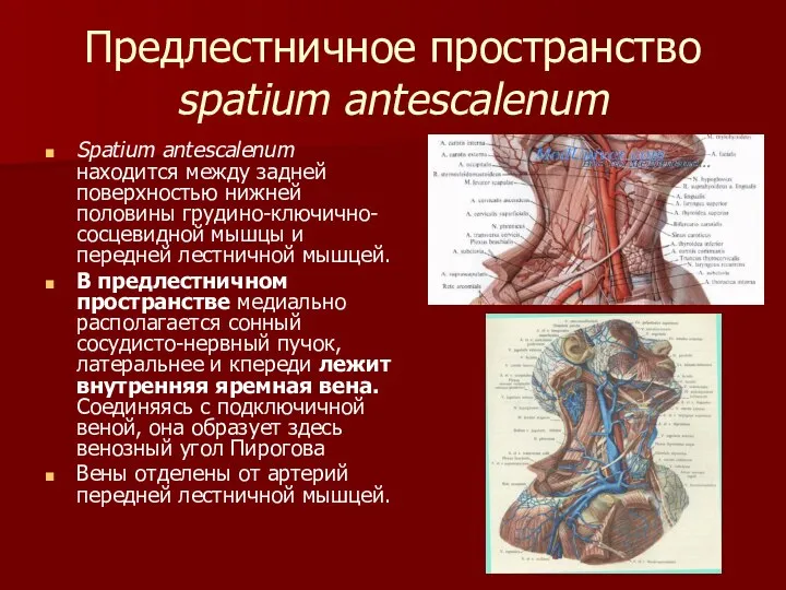 Предлестничное пространство spatium antescalenum Spatium antescalenum находится между задней поверхностью нижней