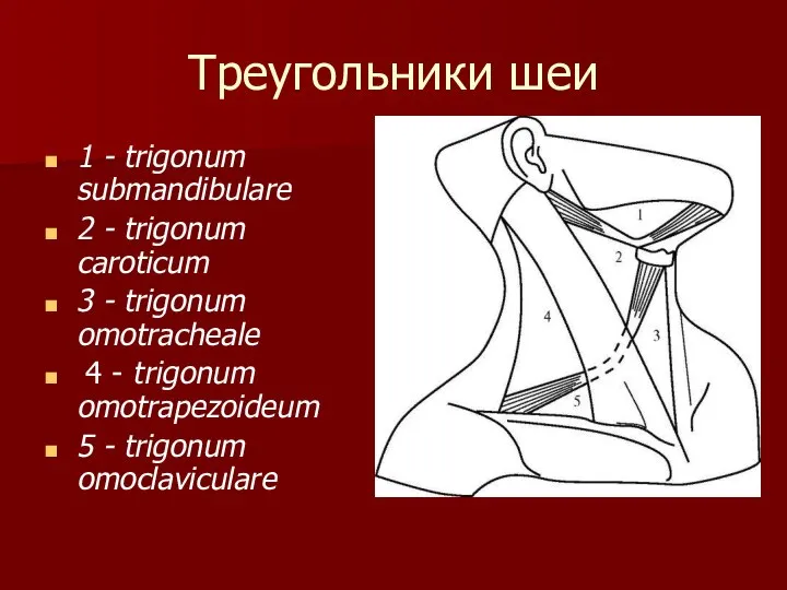 Треугольники шеи 1 - trigonum submandibulare 2 - trigonum caroticum 3