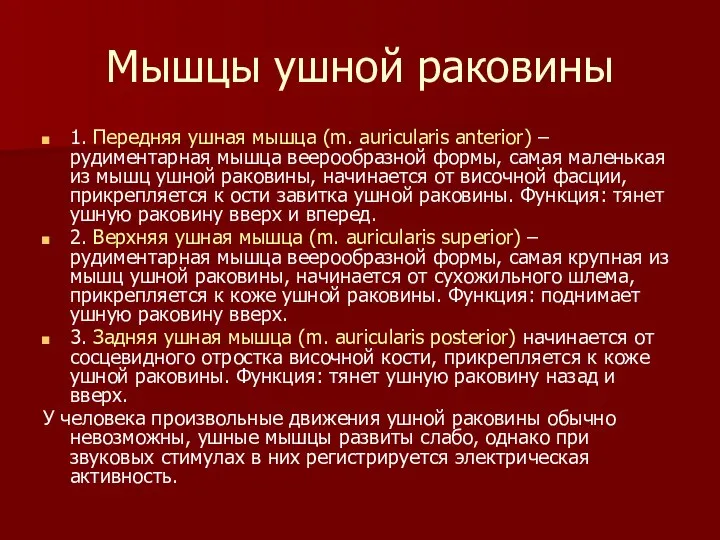 Мышцы ушной раковины 1. Передняя ушная мышца (m. auricularis anterior) –