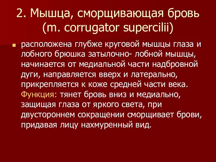 2. Мышца, сморщивающая бровь (m. corrugator supercilii) расположена глубже круговой мышцы