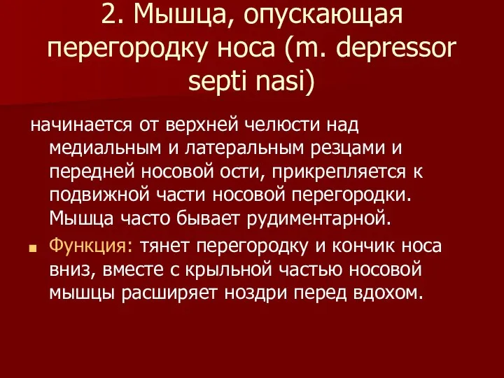 2. Мышца, опускающая перегородку носа (m. depressor septi nasi) начинается от