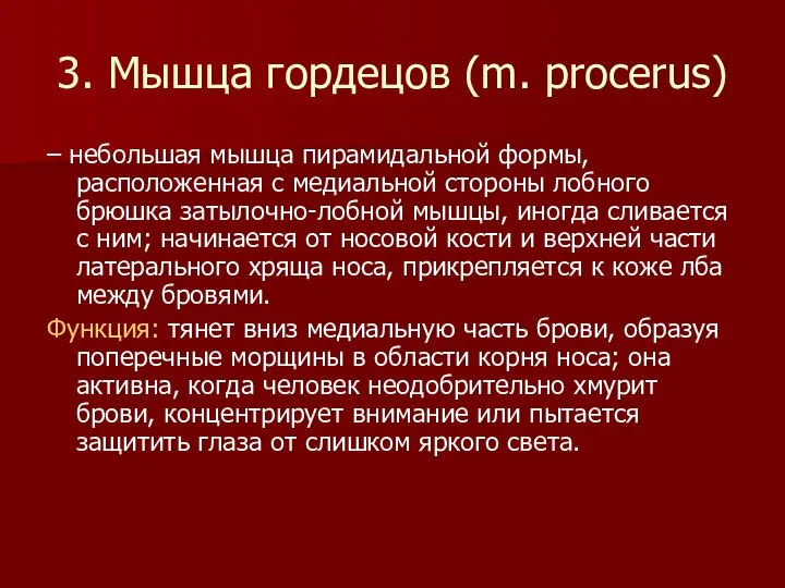 3. Мышца гордецов (m. procerus) – небольшая мышца пирамидальной формы, расположенная