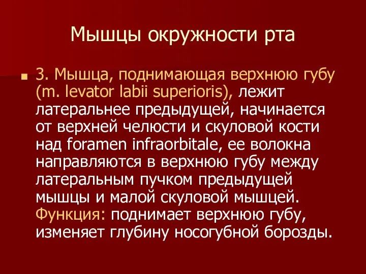 Мышцы окружности рта 3. Mышца, поднимающая верхнюю губу (m. levator labii