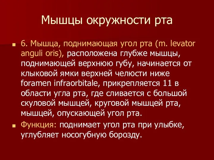 Мышцы окружности рта 6. Мышца, поднимающая угол рта (m. levator anguli