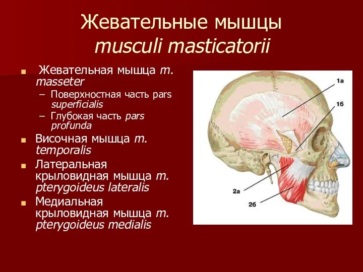 Жевательные мышцы musculi masticatorii Жевательная мышца m. masseter Поверхностная часть pars