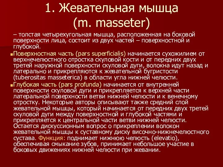 1. Жевательная мышца (m. masseter) – толстая четырехугольная мышца, расположенная на