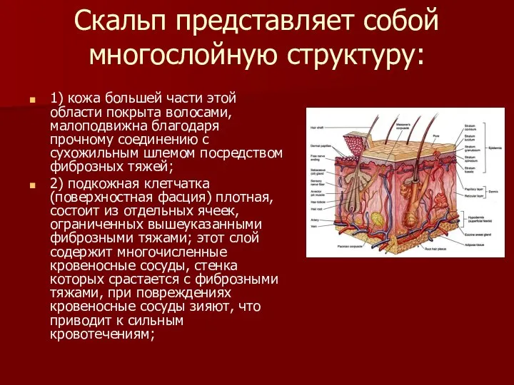 Скальп представляет собой многослойную структуру: 1) кожа большей части этой области