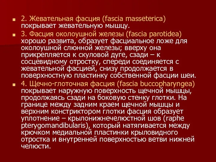 2. Жевательная фасция (fascia masseterica) покрывает жевательную мышцу. 3. Фасция околоушной