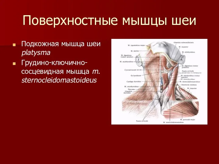 Поверхностные мышцы шеи Подкожная мышца шеи platysma Грудино-ключично-сосцевидная мышца m. sternocleidomastoideus